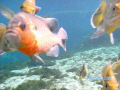   These guys are bluegills brim Alexanders Spring Ocala National Forest Florida. They met us water when we first got followed throughout dive. While taking this picture were trying snack my fingers Florida dive  